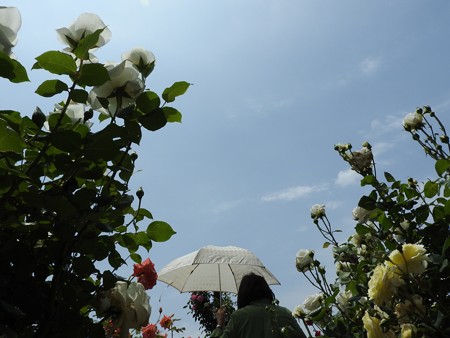 京成バラ園23