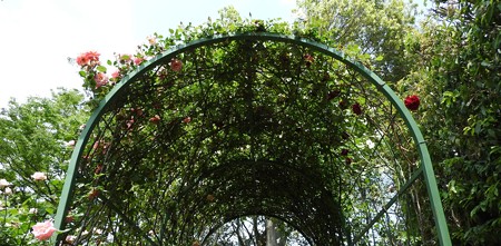 京成バラ園 ワイド14