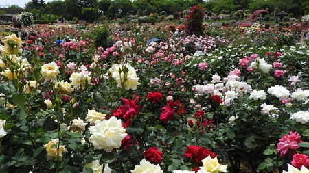 京成バラ園 ワイド19