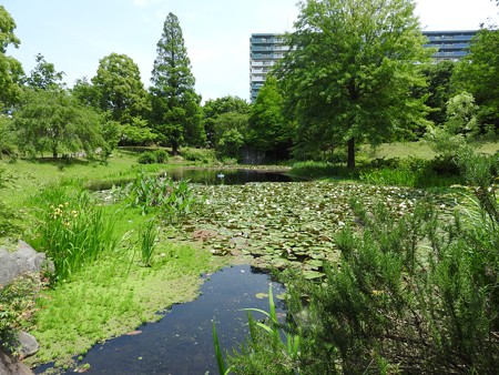 京成バラ園 睡蓮の池02