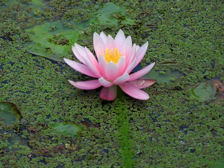 京成バラ園 睡蓮の池08