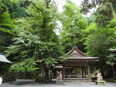 貴船神社 奥宮10 桂(御神木)