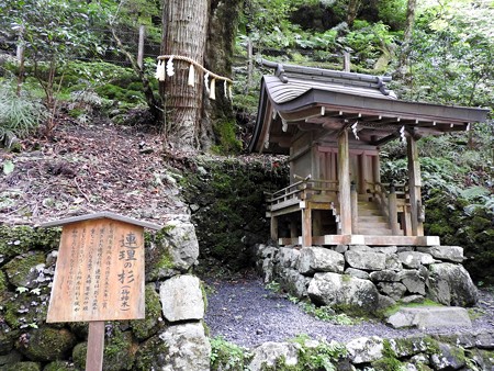 貴船神社 奥宮08 連理の杉(杉と楓)2
