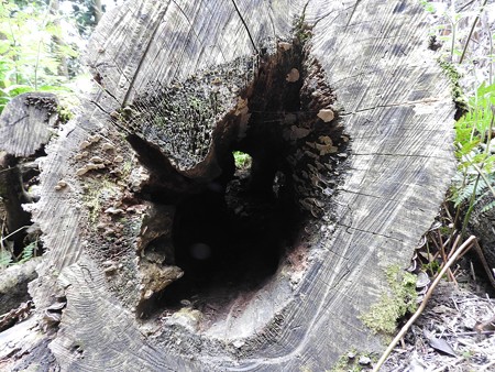 鞍馬寺04 向こうまで見通せます