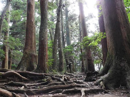 鞍馬寺25 木の根道 瀬織津姫と国常立神