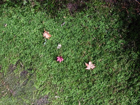 石山寺30 碧に落ち紅葉