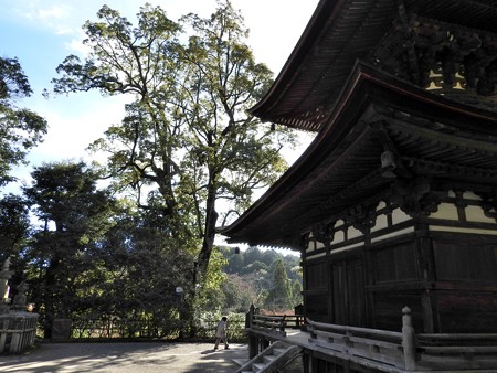 石山寺73 若宮横の樹1