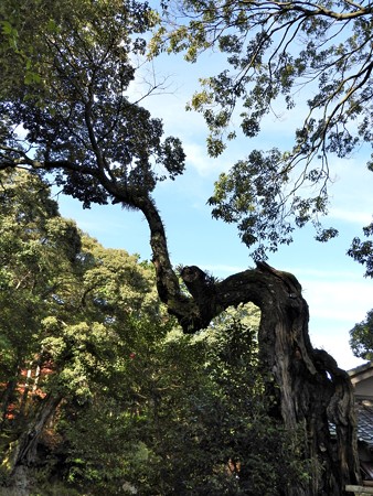 石山寺77 芭蕉庵 龍樹2