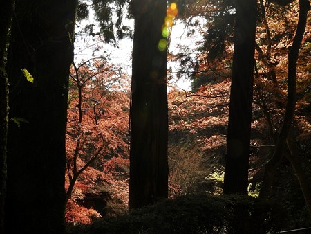 石山寺88 紅葉01