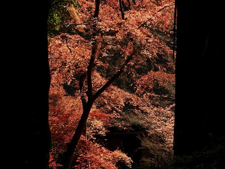 石山寺89 紅葉02