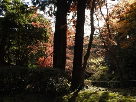 石山寺90 紅葉03