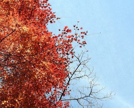 石山寺96 紅葉09