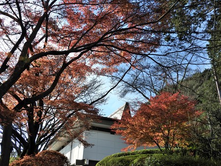 石山寺99 紅葉12