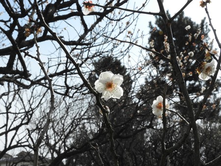 光透白梅3