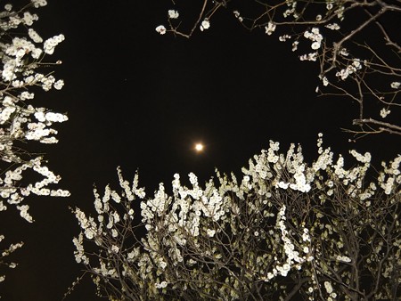 梅月夜 5