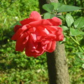 Photos: 最後の花