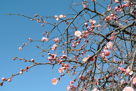 梅の花
