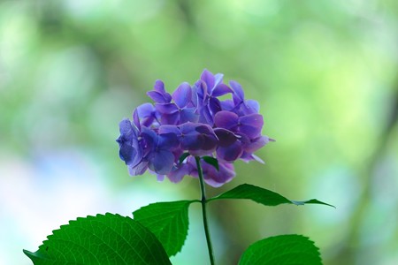 2016.07.11　瀬谷市民の森　アジサイ