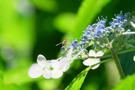 2016.07.11　追分市民の森　紫陽花にホソヒラタアブ
