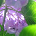 Photos: 2016.07.19　瀬谷市民の森　アジサイ　本当の花