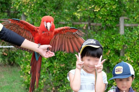 2016.07.25　Zoorasia　バードショー　ベニコンゴウと記念撮影