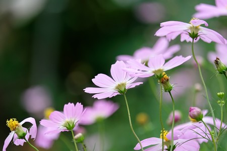 2016.09.30　和泉川　秋桜