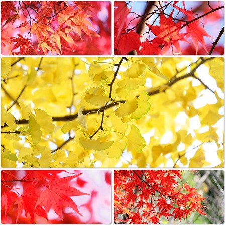 2016.11.18　大池公園　紅・黄葉