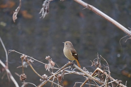 2016.11.28　和泉川　ジョウビタキ
