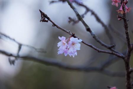 2017.01.02　ZOORASIA　十月桜