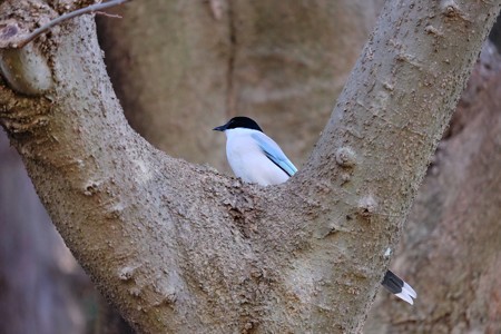 2017.01.10　和泉川　オナガ