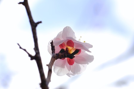 2017.02.08　大池公園　梅と空