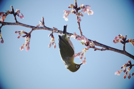 2017.02.12　和泉川　河津桜にメジロ　桜蜜