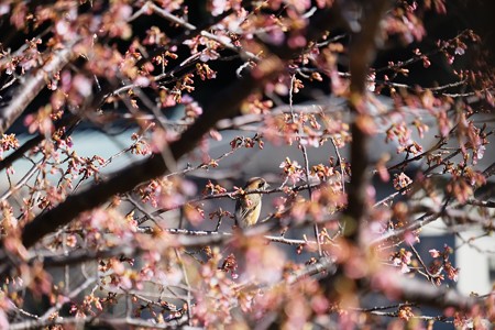 2017.02.12　和泉川　河津桜にモズ
