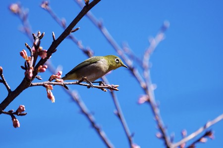 2017.02.15　和泉川　河津桜でメジロ