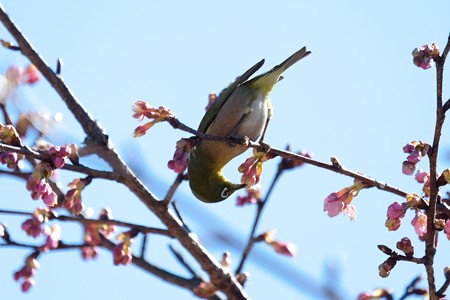2017.02.15　和泉川　河津桜とメジロ　春