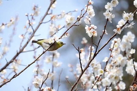 2018.02.18　和泉川　梅にへメジロ