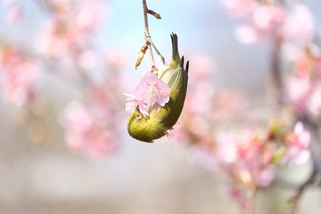 2017.02.28 和泉川 河津桜にメジロ 垂れ下がり