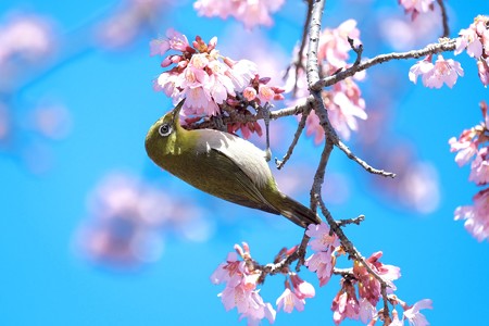 2017.03.09　和泉川　おかめ桜へメジロ　吸蜜