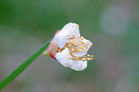 2017.03.17　追分市民の森　下草に梅の花　一輪