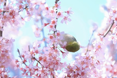 2017.03.18　和泉川　おかめ桜にメジロ　花の舞