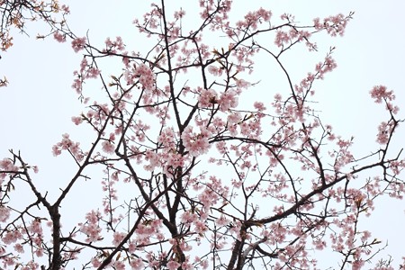 2017.03.23　大室山　桜の里