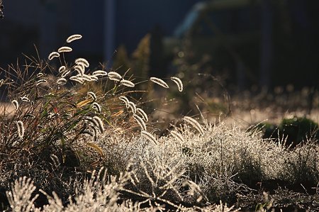 2010.11.05 和泉川 畑の朝