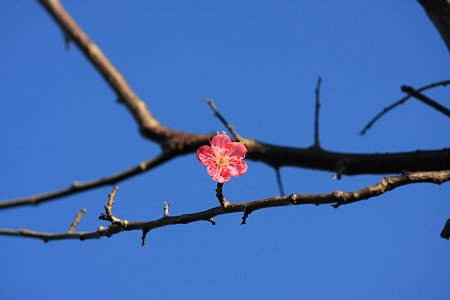 2010.12.31　和泉川　梅