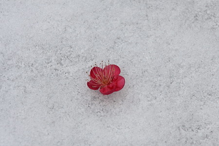 2011.02.12　和泉川　雪に落梅