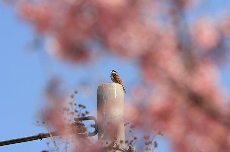 2011.03.29　和泉川　ホオジロ