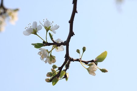 2011.03.30　和泉川　昭和桜？