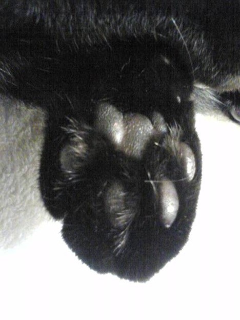 ありさんに対抗して猫の手 黒猫の肉球は黒いはずなのに桂さんの肉球 Photo Sharing Photozou