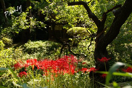 彼岸花咲く三渓園・・10