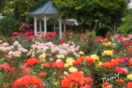 rose garden..24