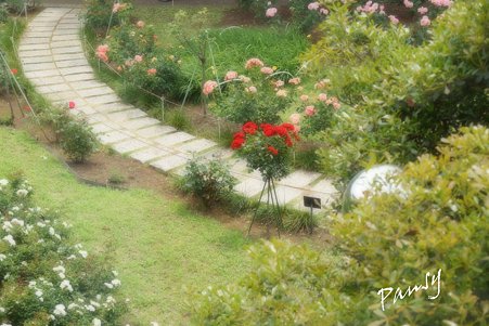 rose garden..25